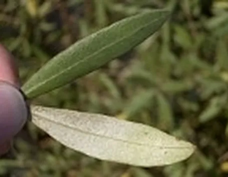 foglie olivo