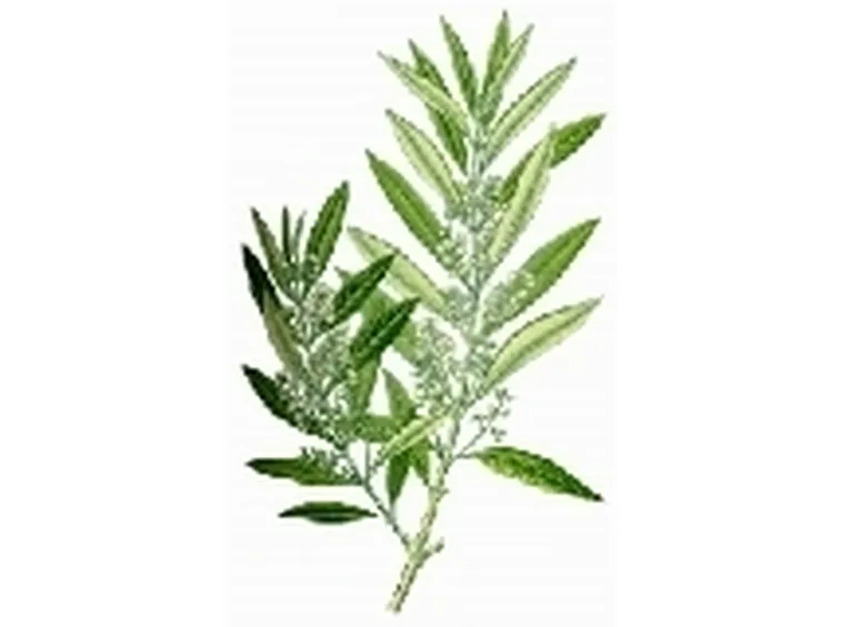 foglie olivo 2