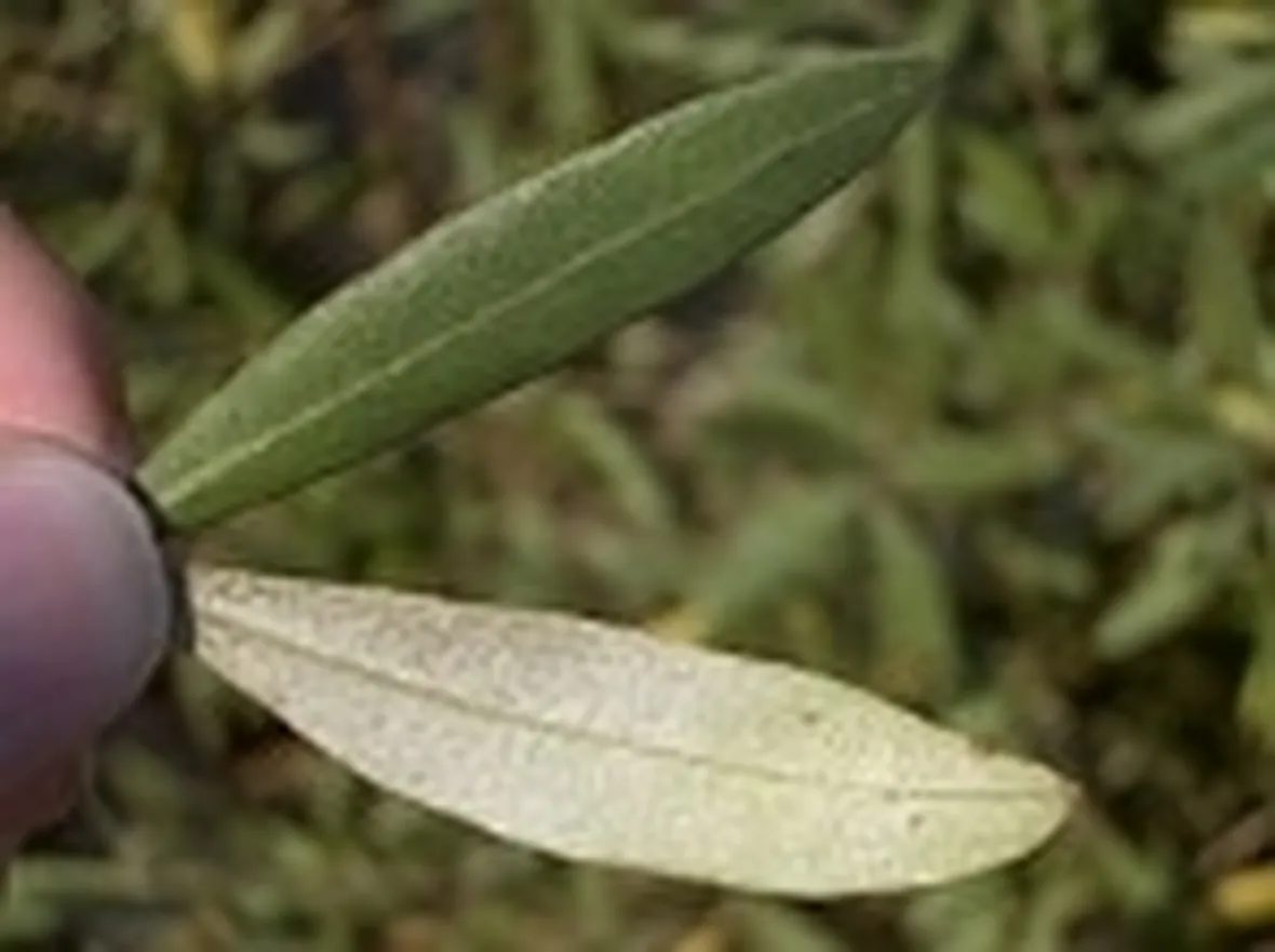 foglie olivo