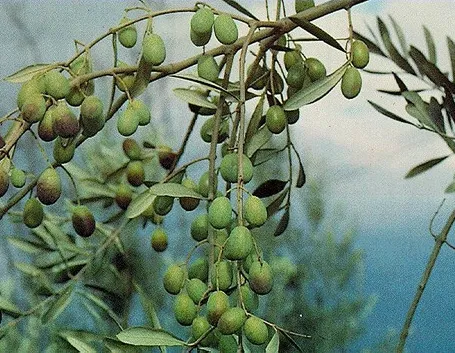 olivo frantoio1