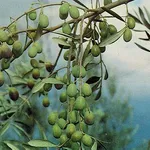 olivo frantoio1