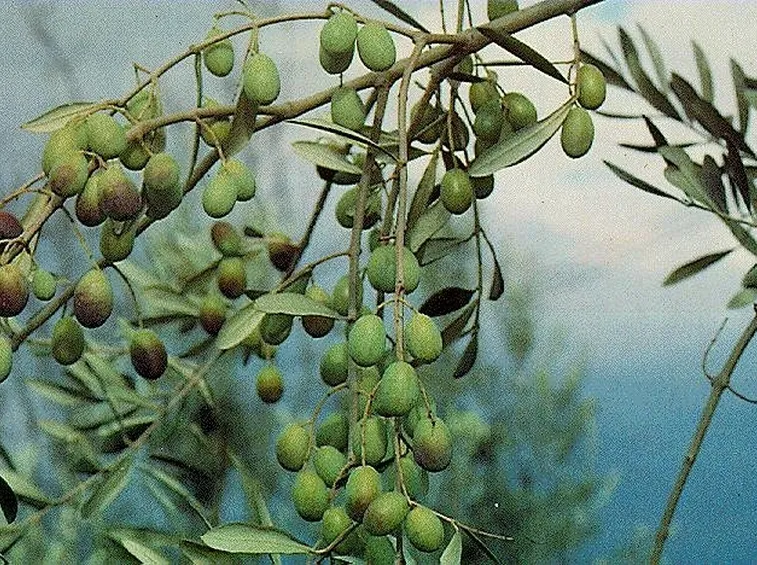 olivo frantoio1