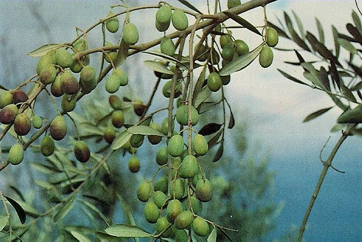 olivo frantoio1