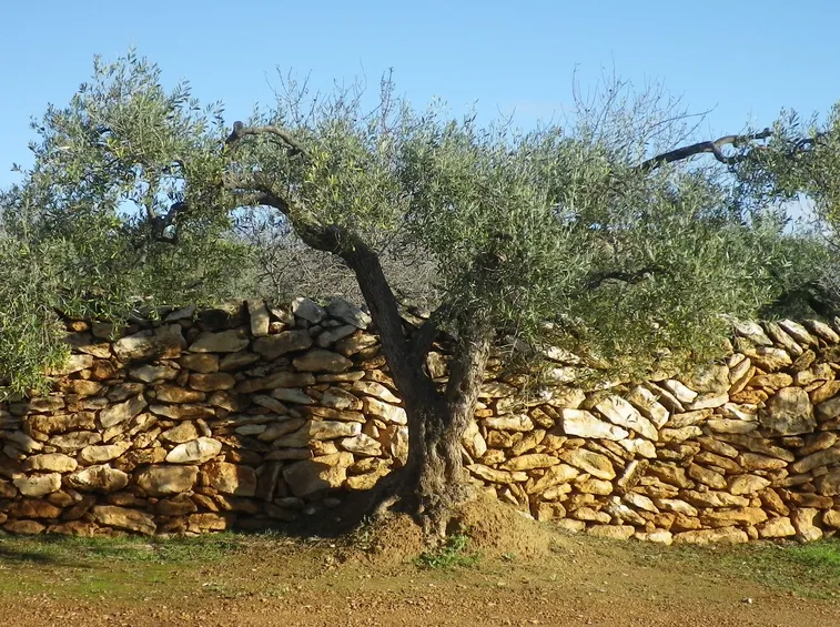 olivo in vaso 2