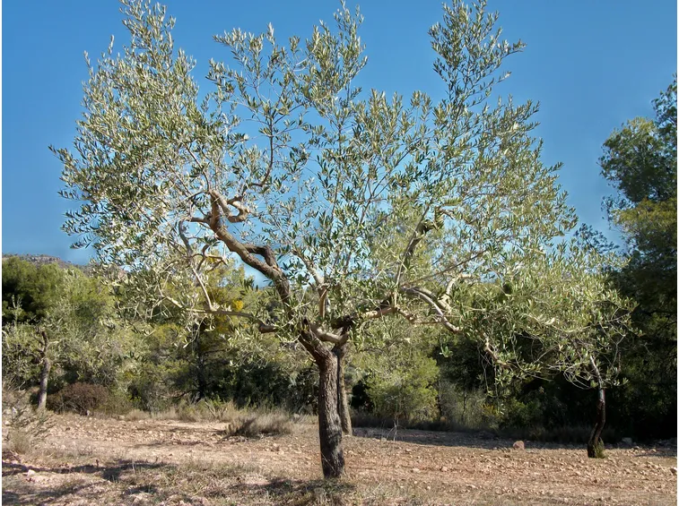 olivo