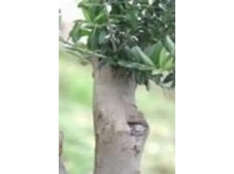 olivo innesto2