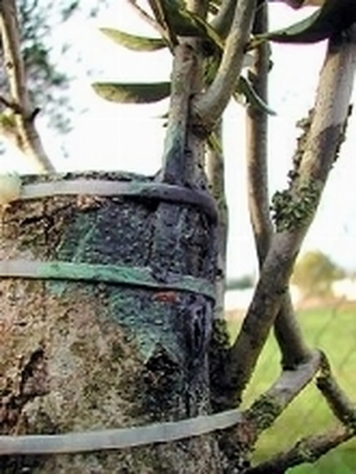 olivo innesto