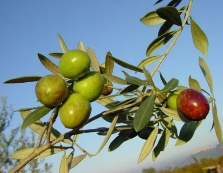 olivo Itrana