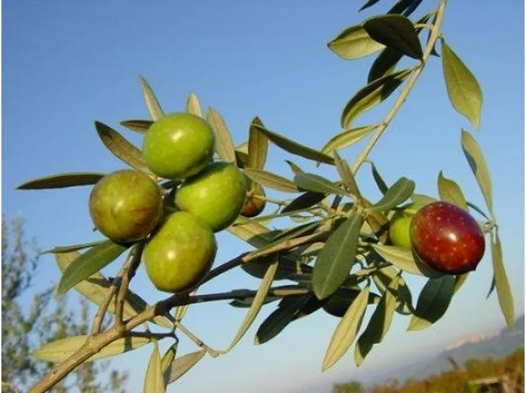 olivo Itrana