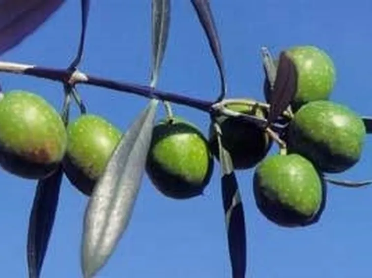 olivo Itrana 2