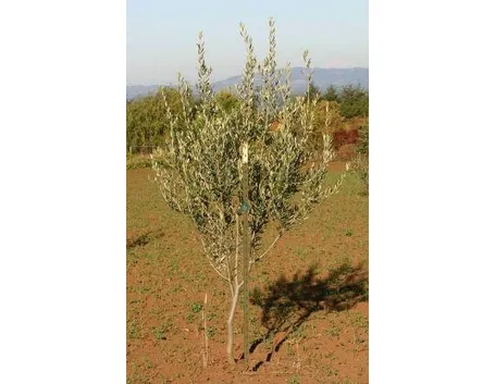 olivo leccino