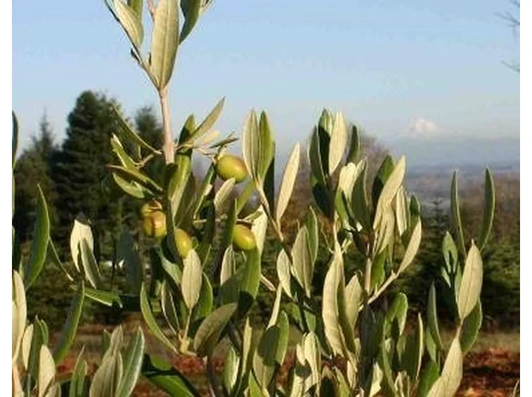 olivo leccino 2