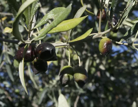 olive da olivo Leccio