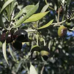 olive da olivo Leccio