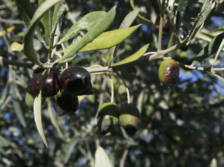 olive da olivo Leccio