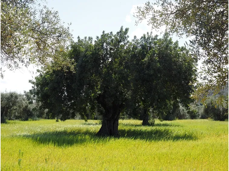 olivo leccio