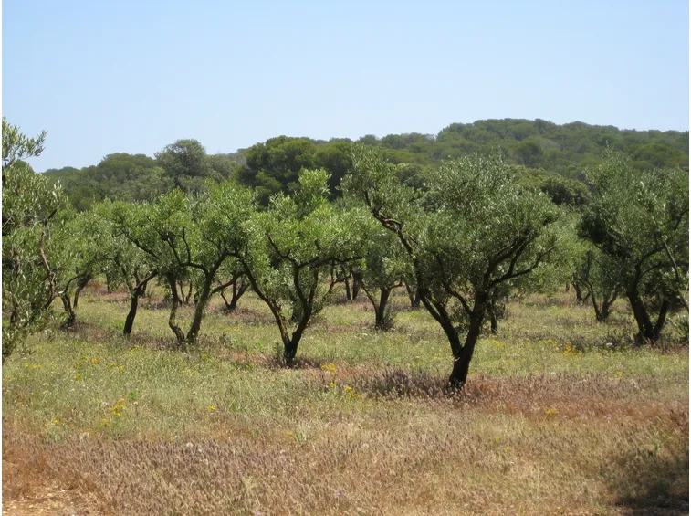 coltivare olivi leccio