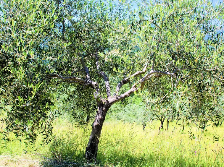 caratteristiche olivo leccio
