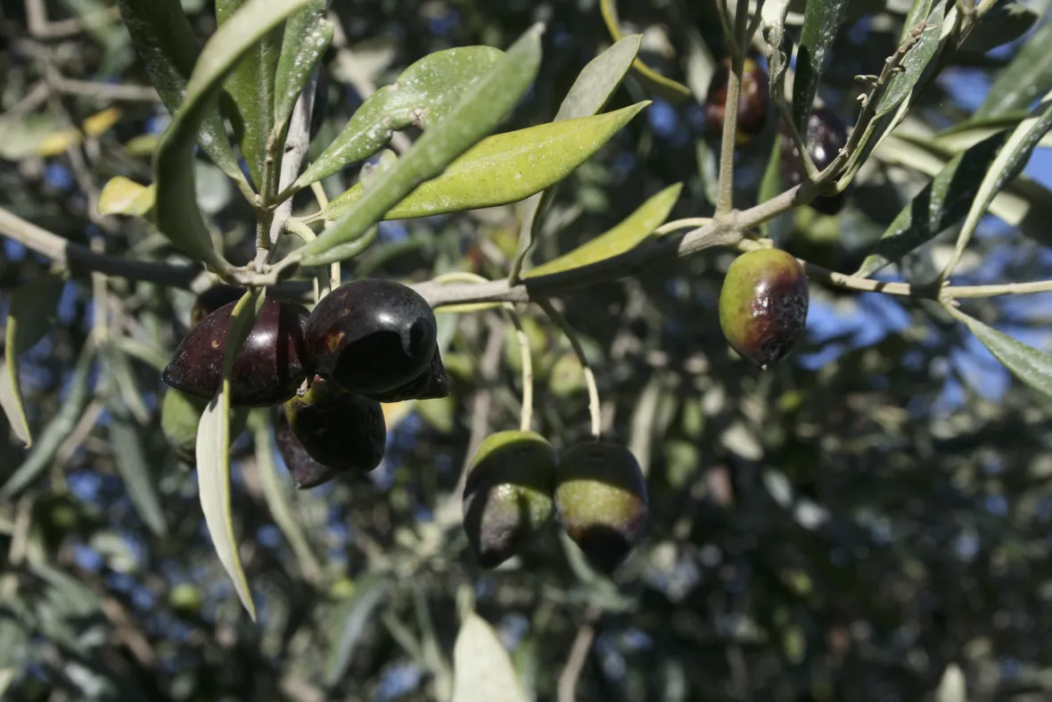 olive da olivo Leccio
