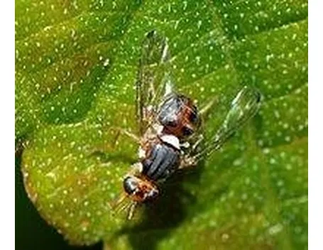 mosca dell'olivo