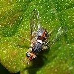 mosca dell'olivo