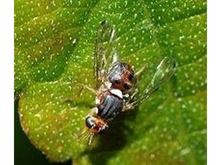 mosca dell'olivo