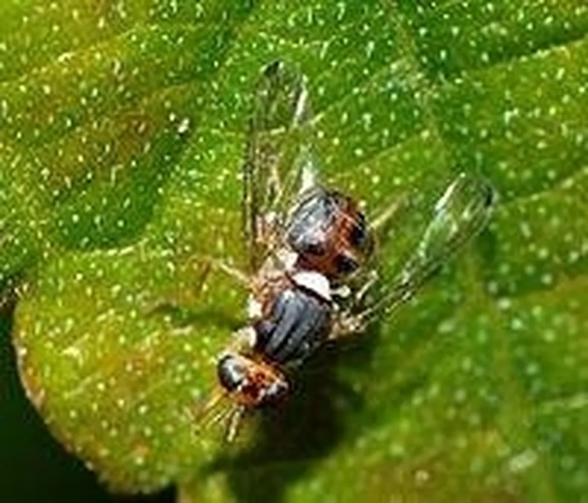 mosca dell'olivo