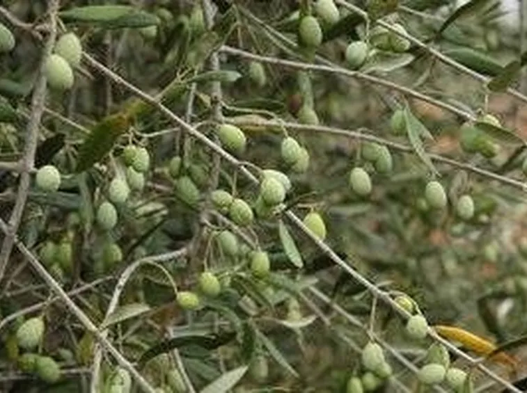 olivo maurino 2