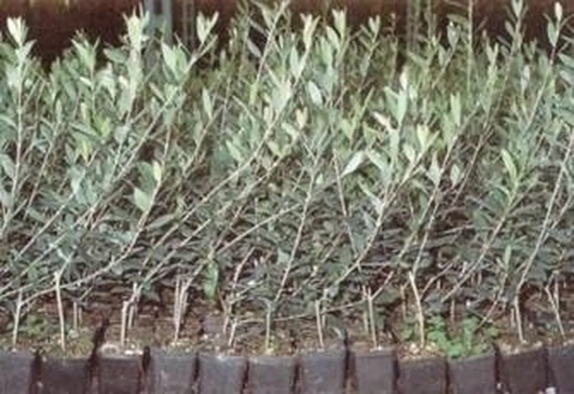 olivo maurino