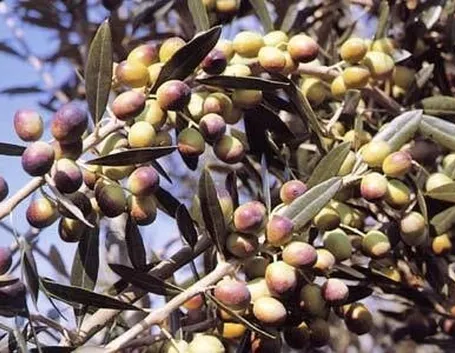 Olivo moraiolo