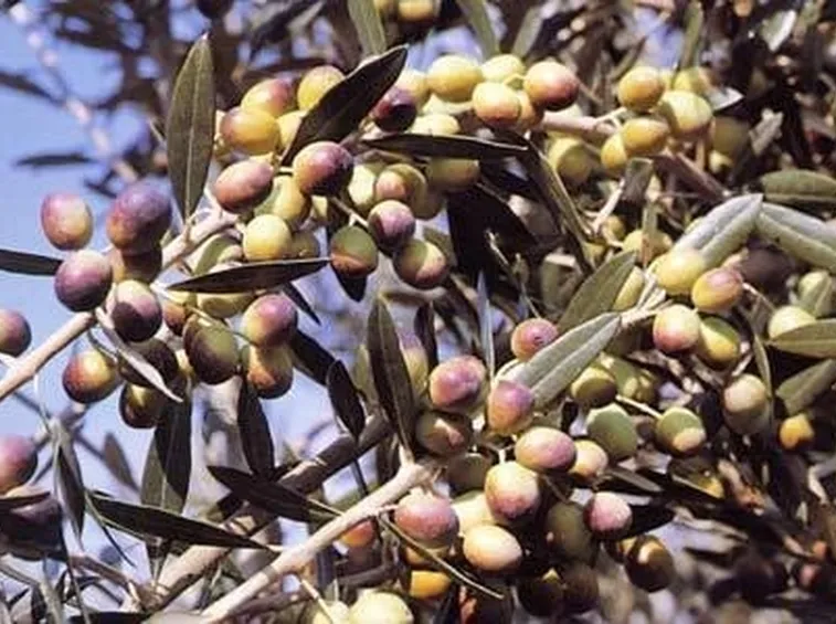 Olivo moraiolo