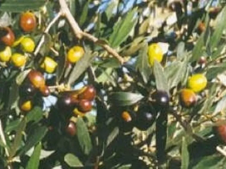 Olivo moraiolo 2