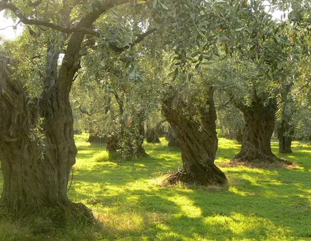 Piante olivo irrigate