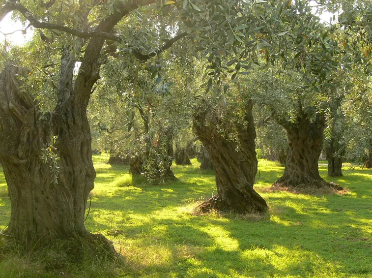Piante olivo irrigate