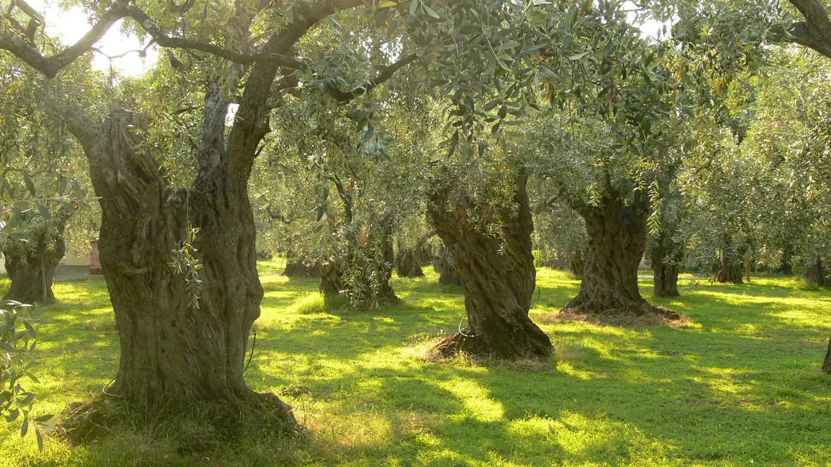 Piante olivo irrigate