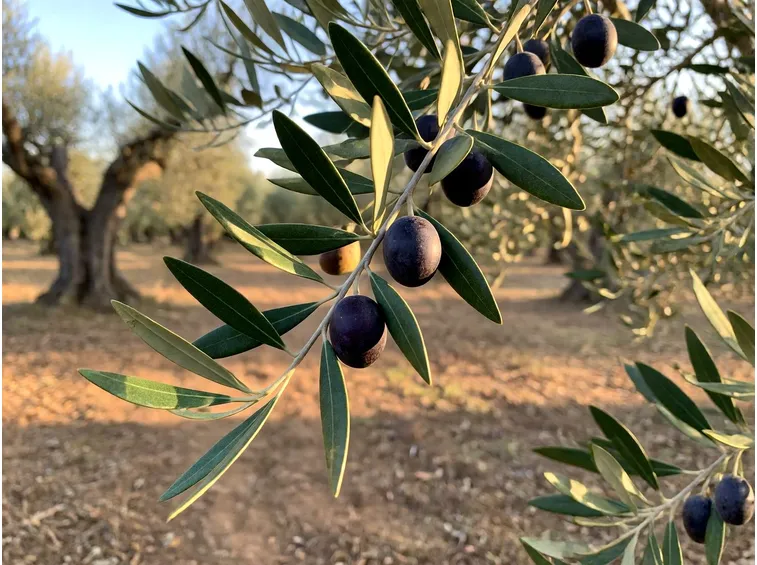 Raccolta anticipata o tardiva: che olio ottieni