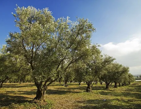piante d'ulivo