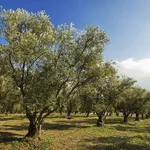 piante d'ulivo