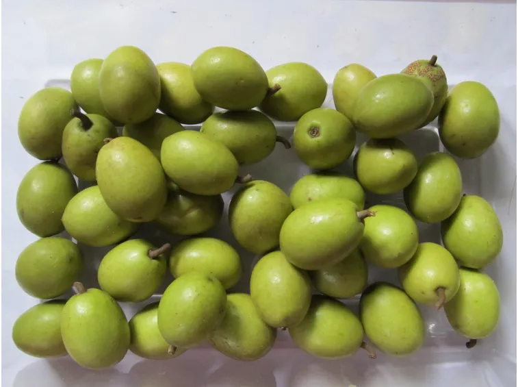 Frutti dell'ulivo