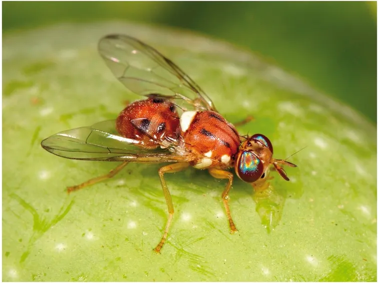 Mosca dell'ulivo