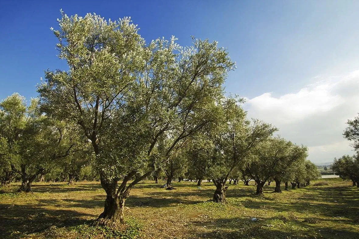 piante d'ulivo
