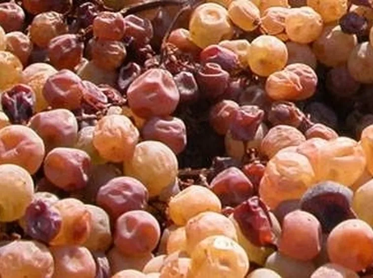 Appassimento uva
