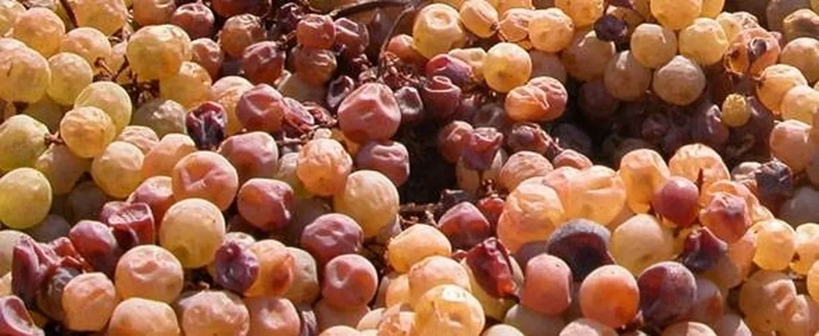 Appassimento uva