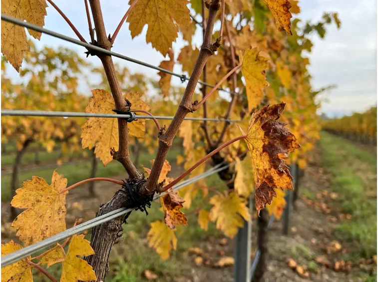 Preparare la vite all'inverno senza anticipare la potatura