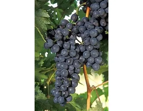 grappolo uva