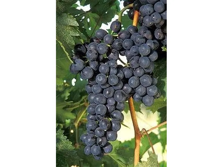 grappolo uva