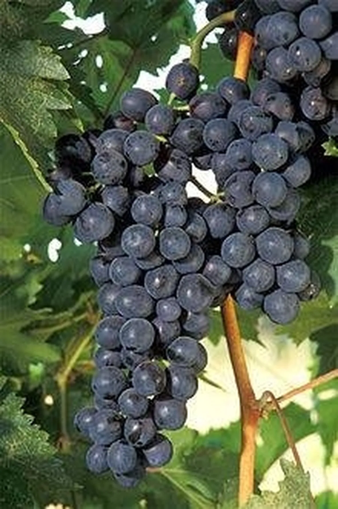 grappolo uva