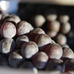 lavorazione uva