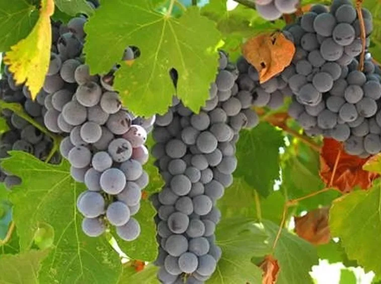 grappoli uva