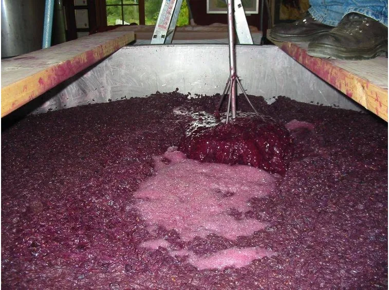 Mosto uva  2